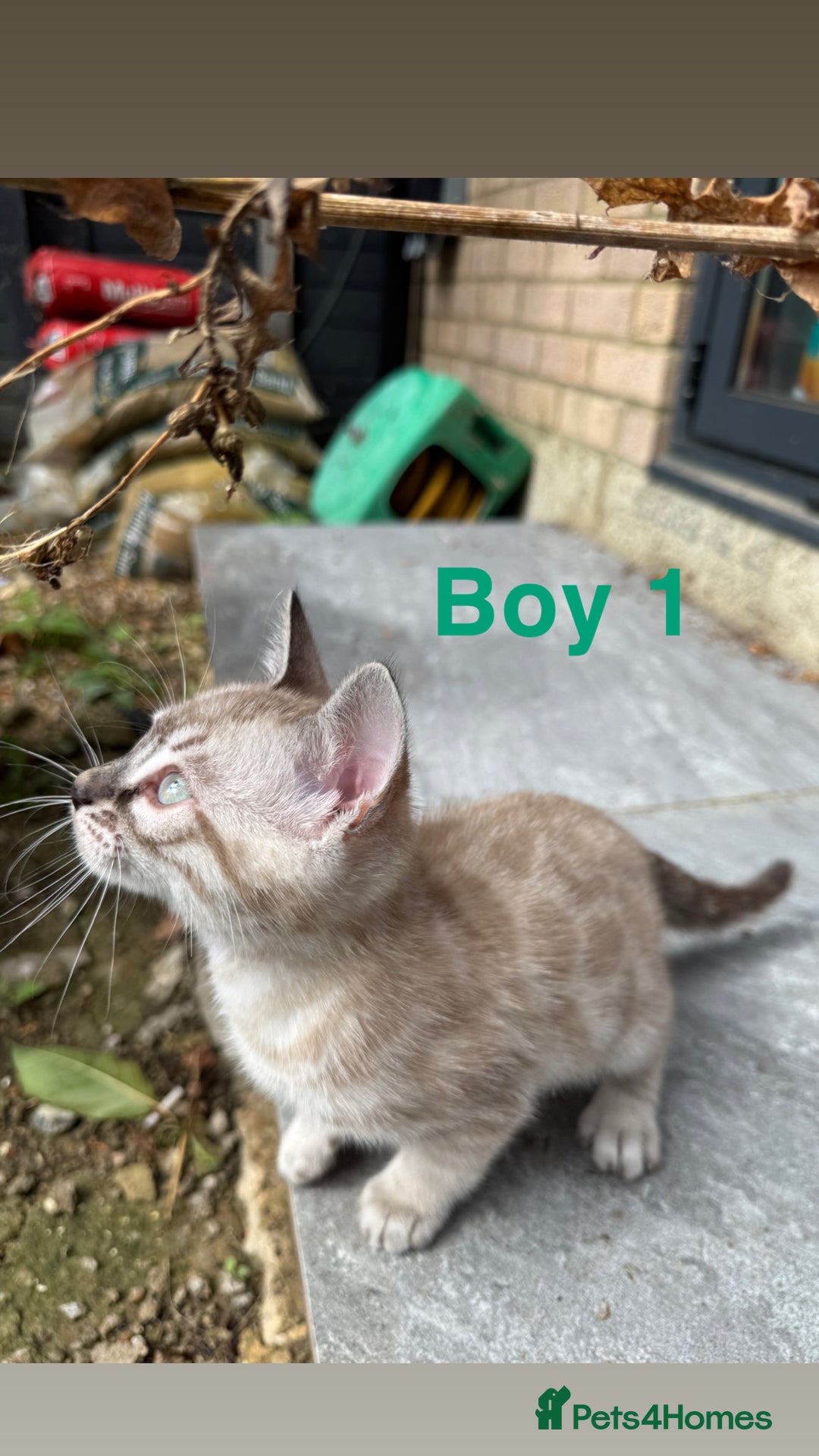 Bengal cats for sale: 4 Beautiful Bengals for sale  - Image 4