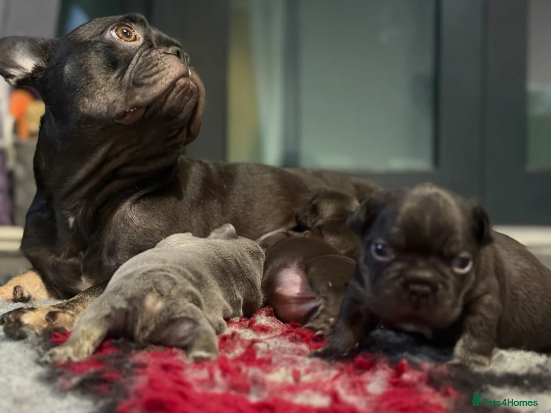 French Bulldog dogs for sale: KC Registered French Bulldog Puppies  in Slough - Advert 31