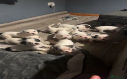 Mastiff dogs for sale: Mastiff puppies  - Image 1