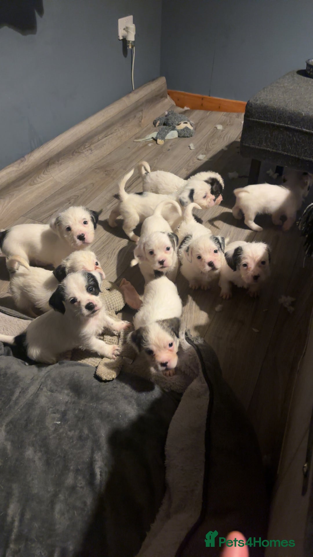 Mastiff dogs for sale: Mastiff puppies  - Image 1