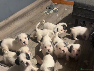 Mastiff dogs - Advert 26