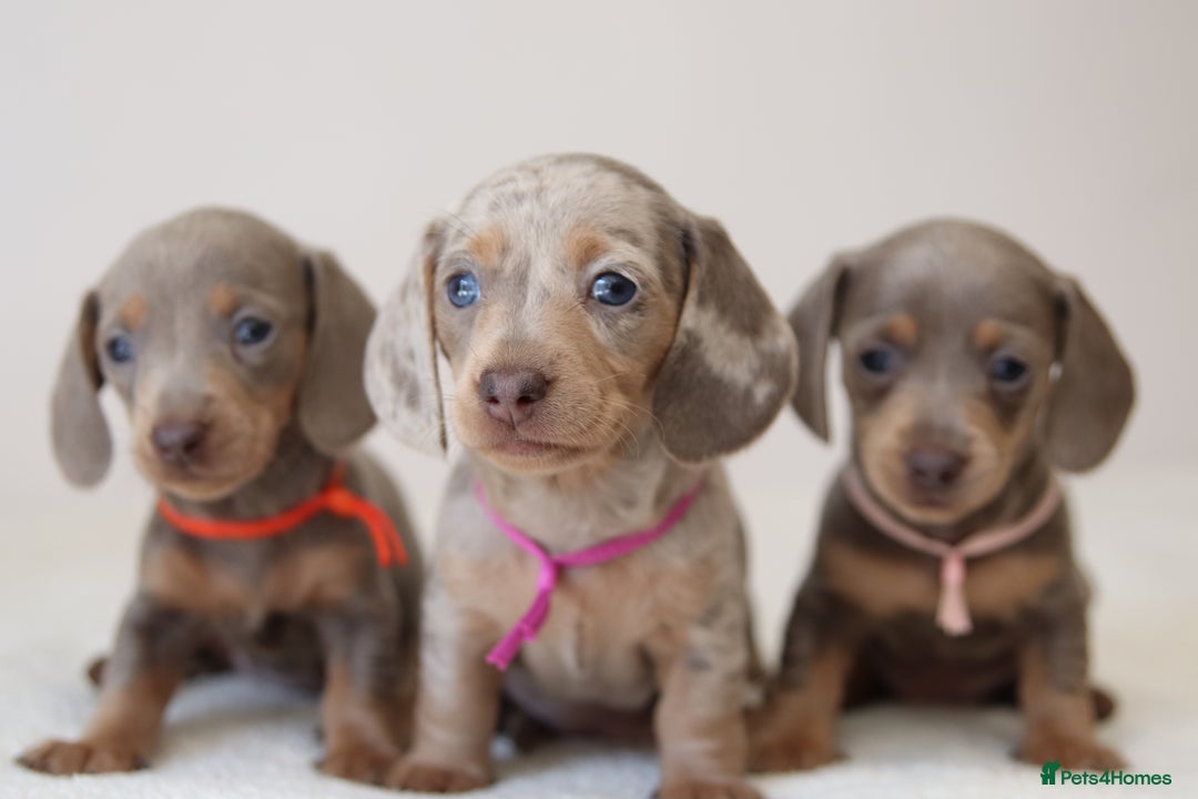 Miniature Dachshund dogs for sale: 🌟5StarsLicense+Holistic+KC+VetCheck+PRAClear - Image 21