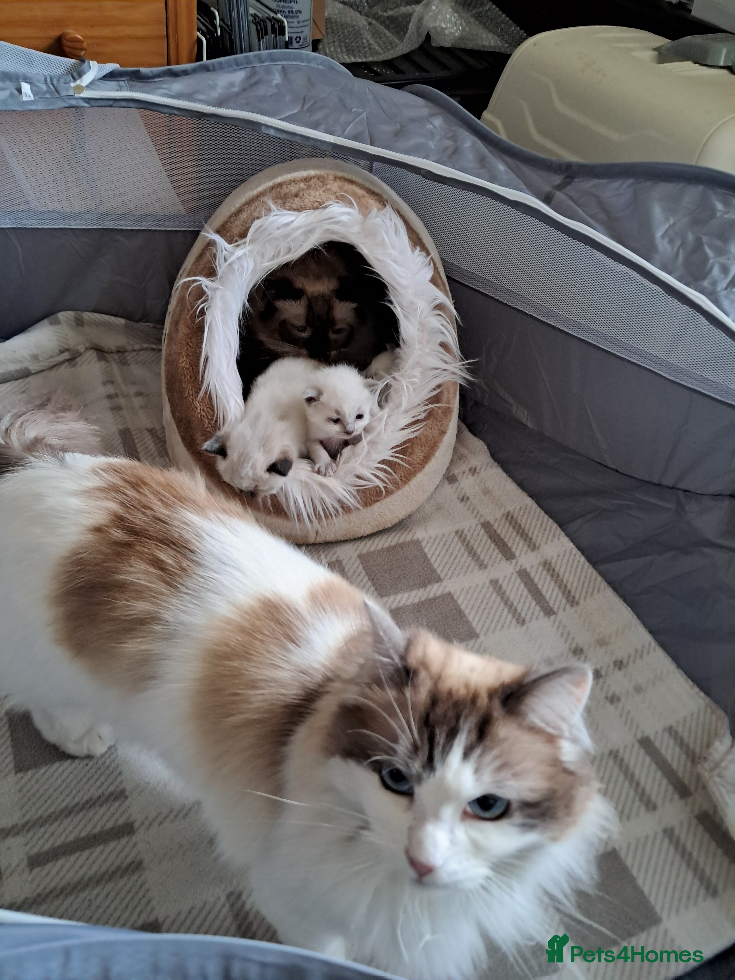 Ragdoll cats Pure bred beautiful Ragdoll kittens - Advert 2