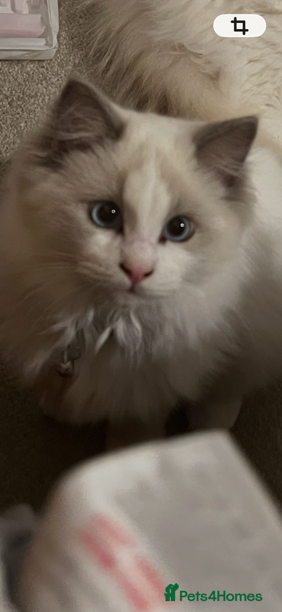 Ragdoll cats Rare blue+lilac bicolour + blue tortie kittens - Advert 5