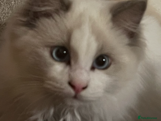 Ragdoll cats Rare blue+lilac bicolour + blue tortie kittens - Advert 15