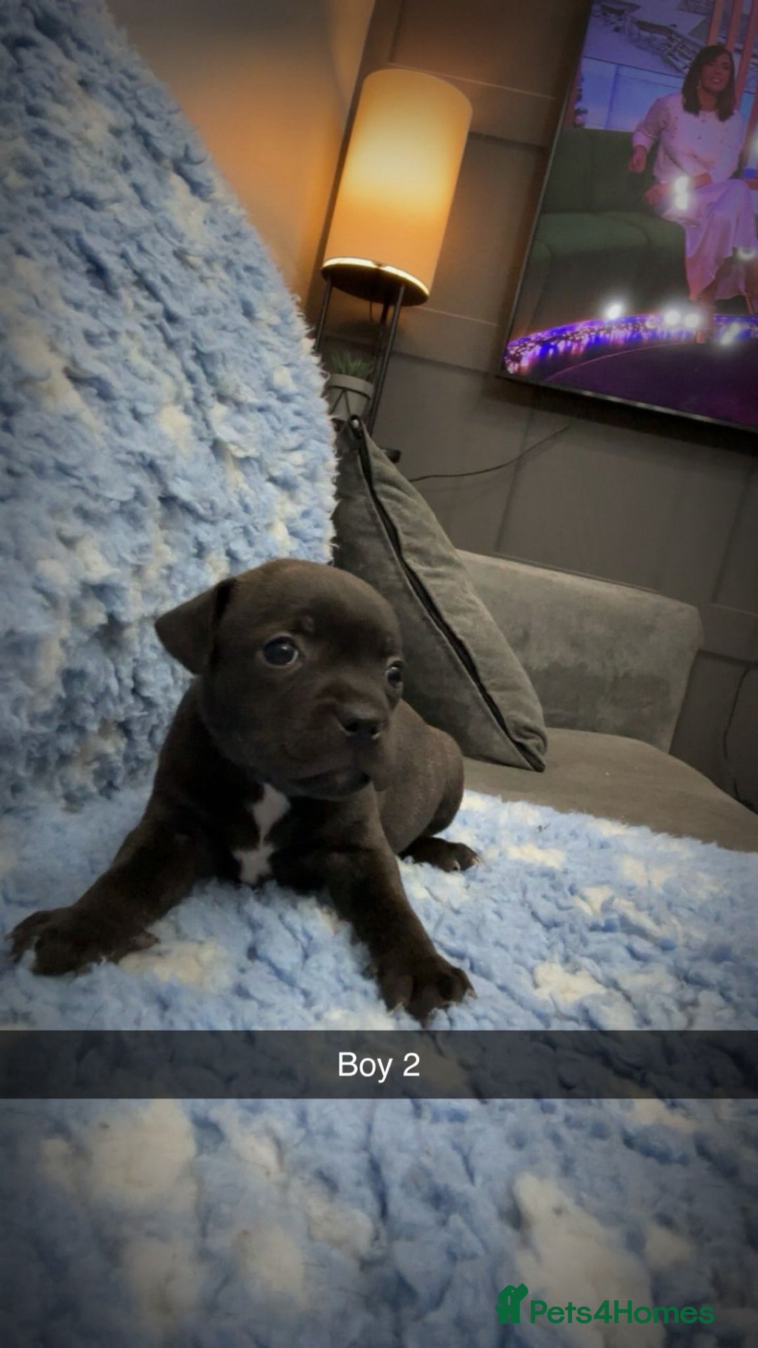 Staffordshire Bull Terrier dogs for sale: Stunning short stocky staffys  - Advert 5