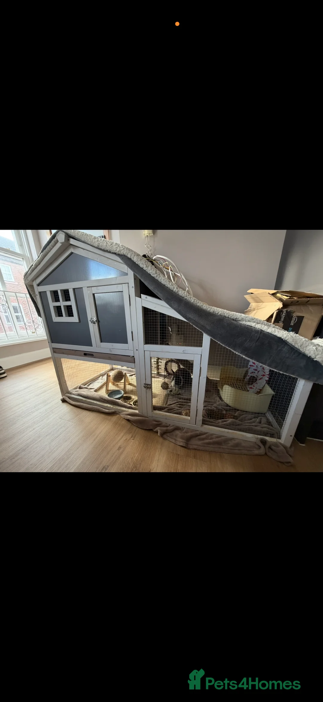 Dwarf Lop rabbits for sale: Grey and white dwarf bunny in Aylesbury - Advert 6