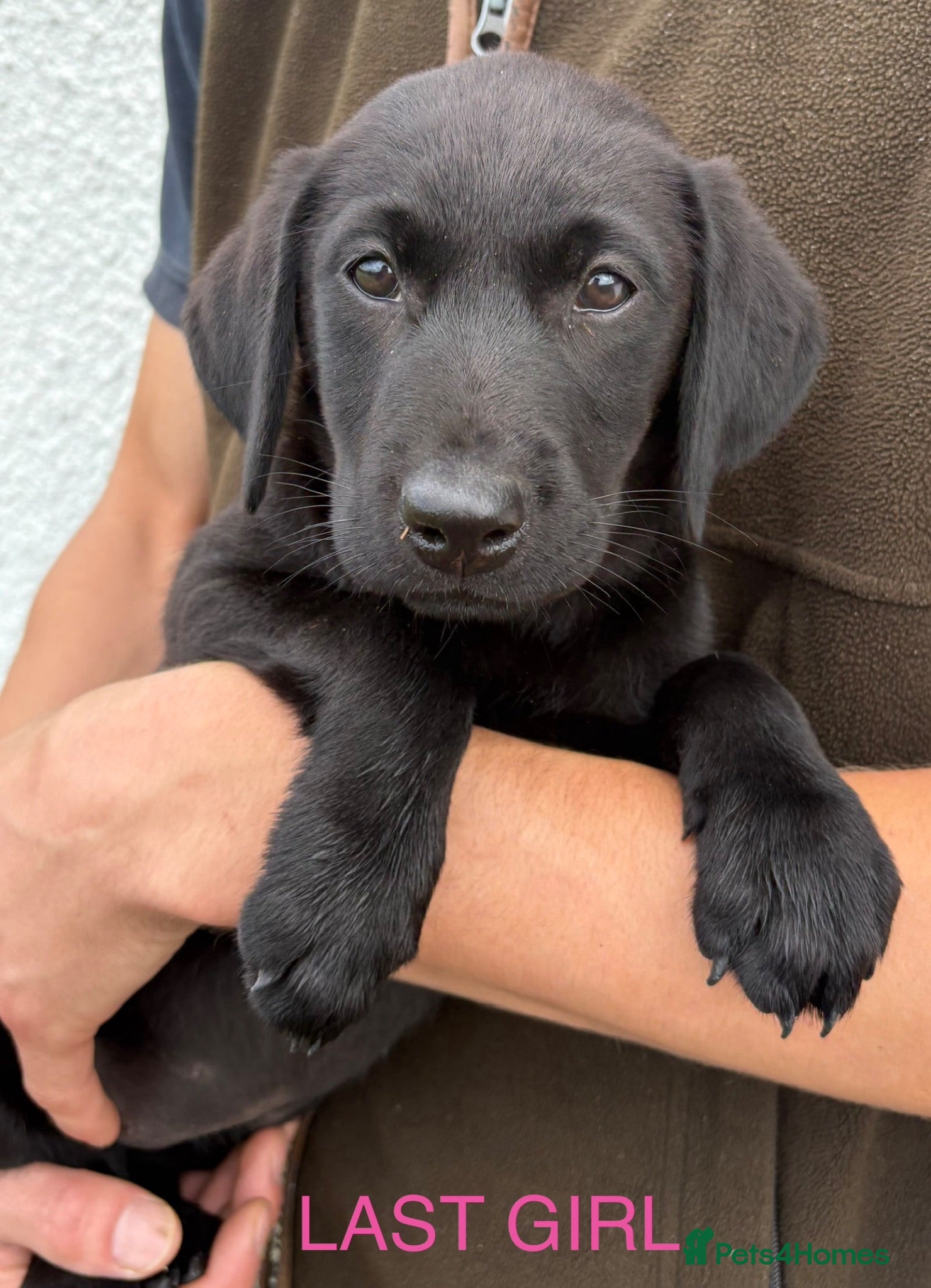 Labrador Retriever dogs Labrador puppies ready to go  - Advert 1
