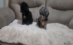Toy Poodle dogs for sale: Merle toy poodle puppys available now  - Image 10