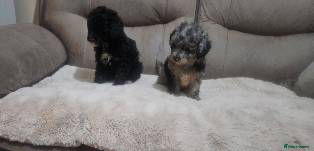 Toy Poodle dogs for sale: Merle toy poodle puppys available now  - Image 10
