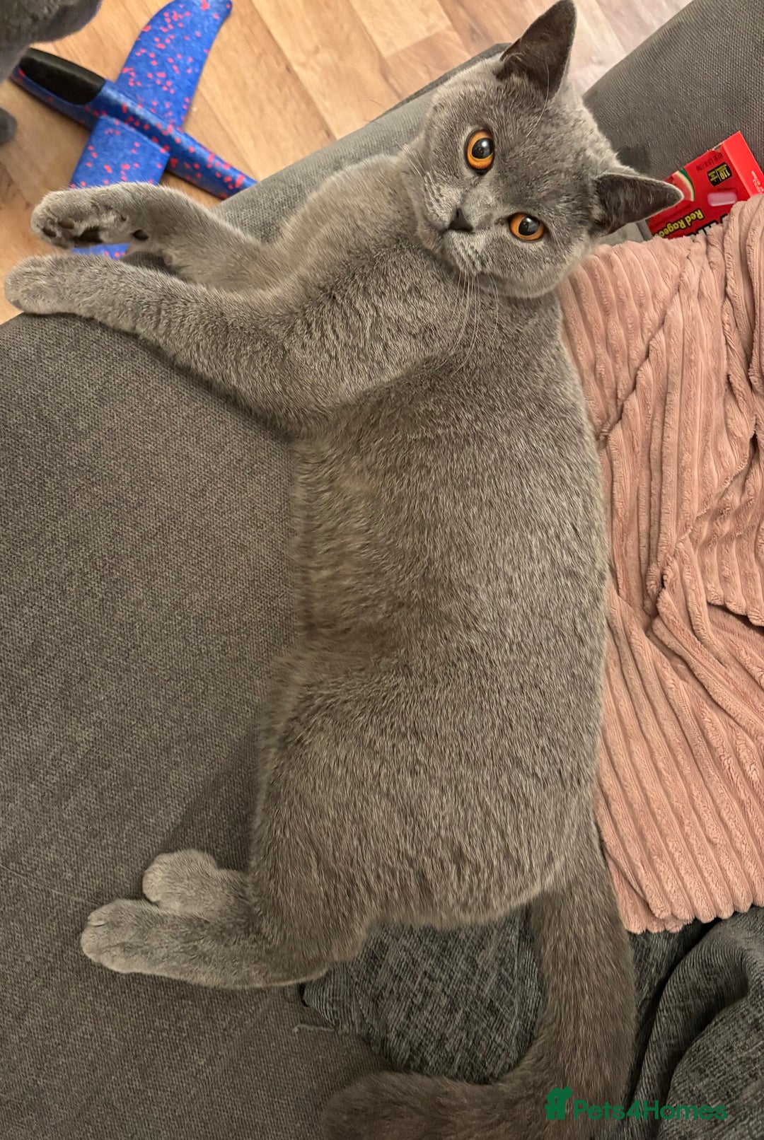 British Shorthair cats for sale: Female British shorthair cat - Image 3