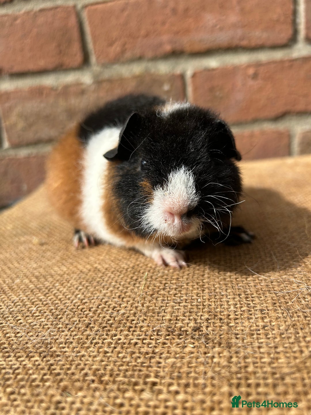Guinea Pig rodents for sale: Two beautiful boys! - Image 3