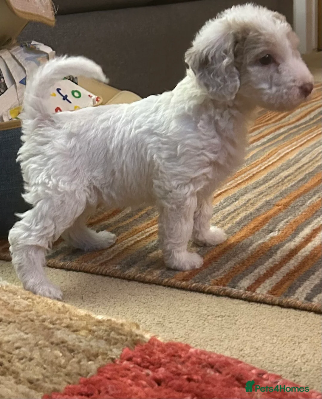 Labradoodle dogs for sale: Australian Labradoodle Puppies - Advert 5