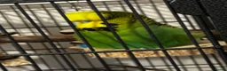 Budgerigars birds for sale: 2 bonded budgies, flight cage and toys  in Salisbury - Advert 6
