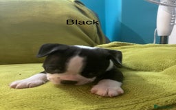 Boston Terrier dogs for sale: Boston terriers for sale - Image 13