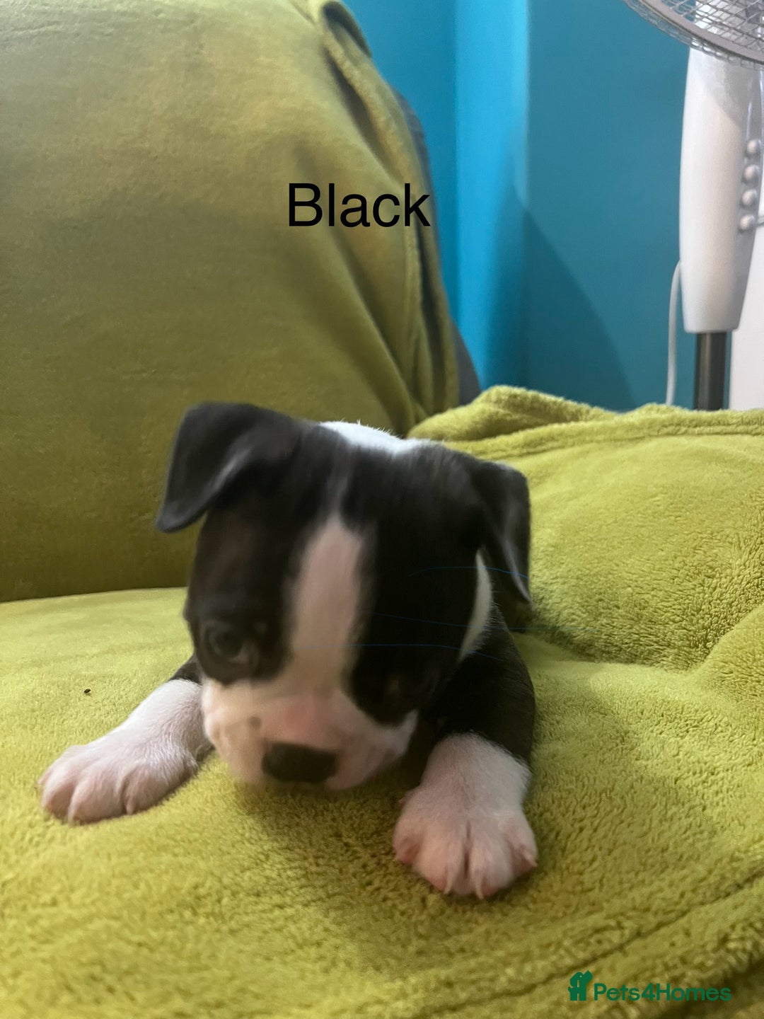 Boston Terrier dogs for sale: Boston terriers for sale - Image 13