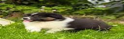 Australian Shepherd dogs for sale: Australian shepherd Black Tri Male Puppy - Advert 4