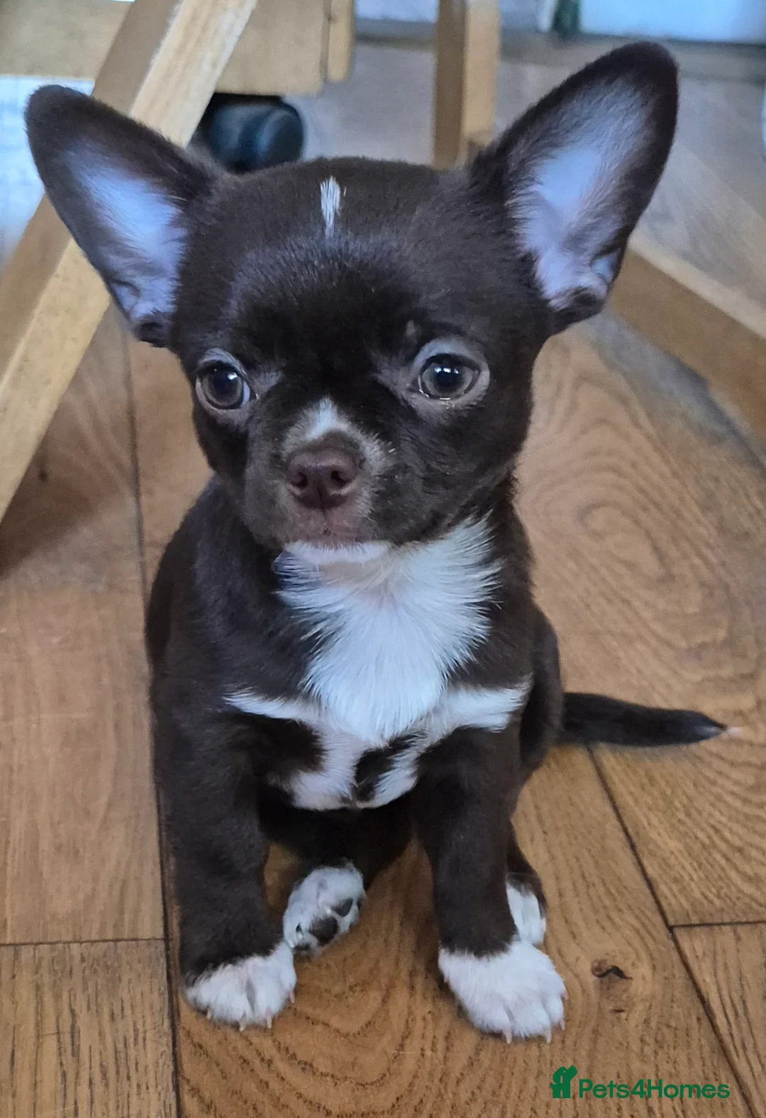 Chihuahua dogs for stud: KC lilac stud in Dagenham - Advert 20