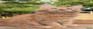 Maine Coon 2
