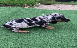 Dachshund dogs for sale: Dachshund puppies - Image 3