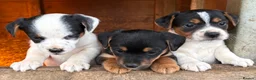 Jack Russell dogs for sale: Gorgeous Jack Russell puppies  - Advert 16