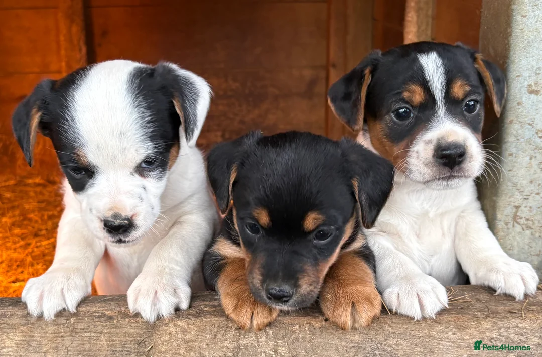 Jack Russell dogs for sale: Gorgeous Jack Russell puppies  - Advert 16