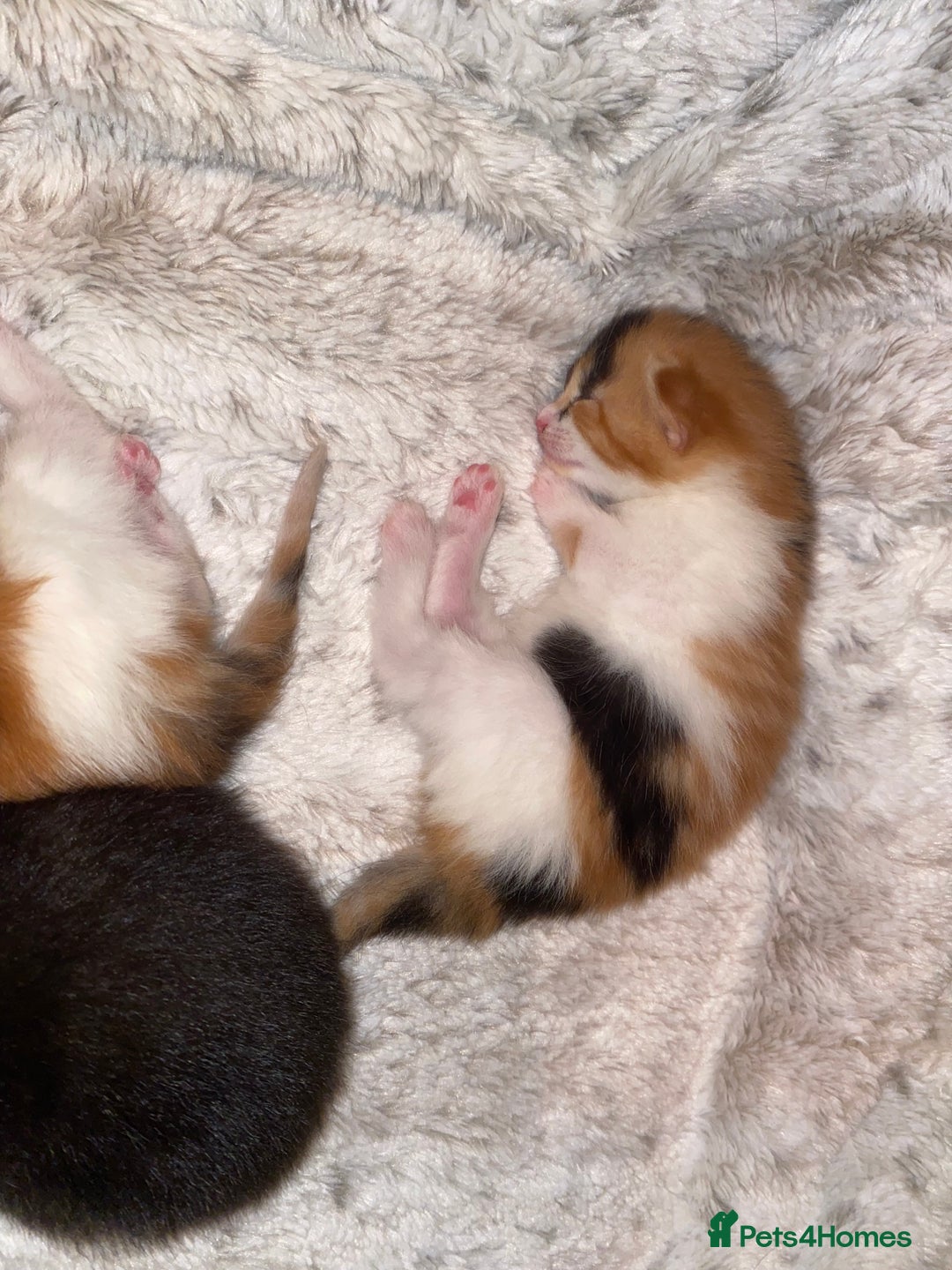 Domestic Shorthair cats for sale: Three beautiful kittens - Image 5