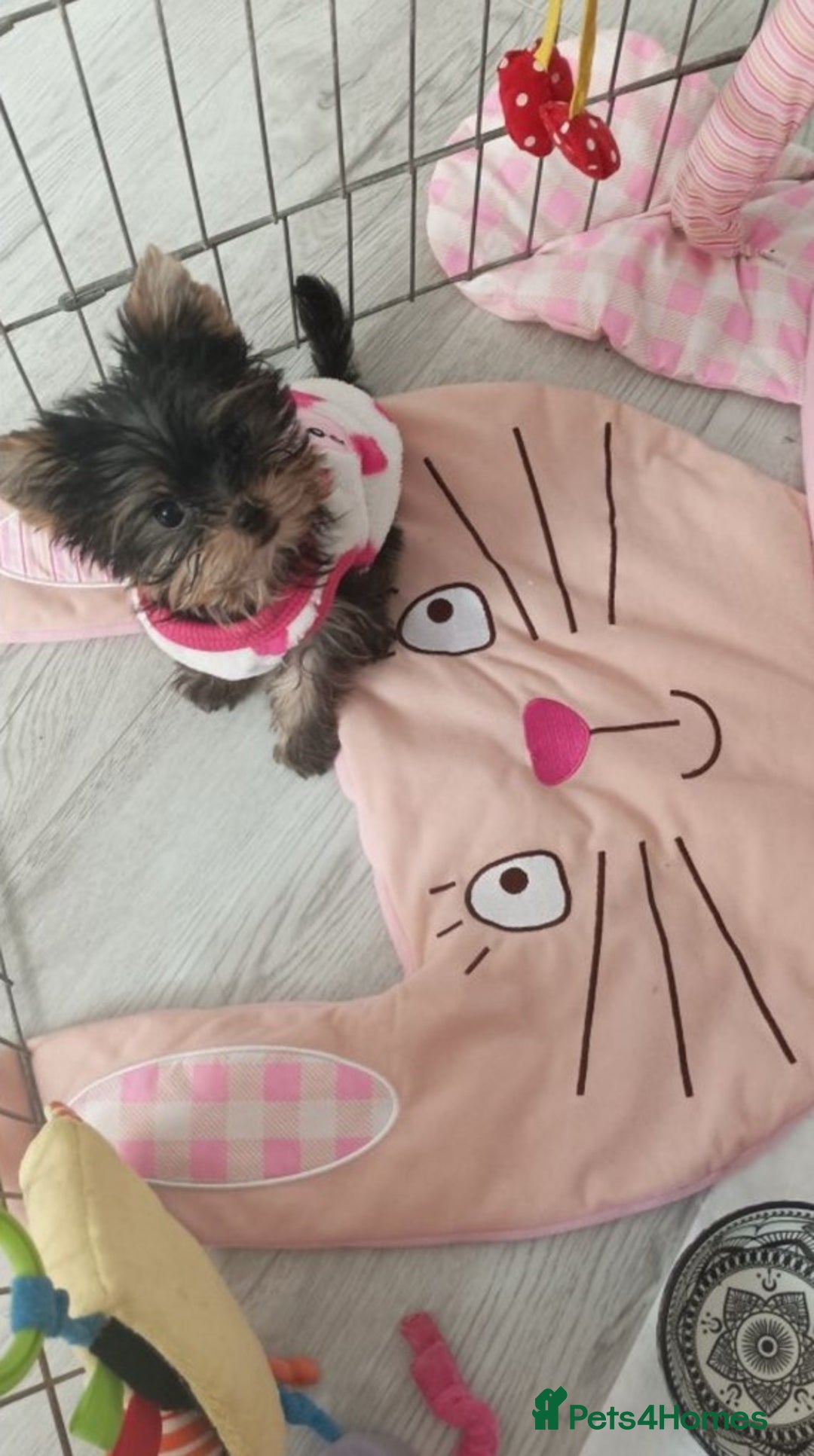 Yorkshire Terrier dogs for sale: Tiny Miniature Yorkshire Terrier puppies  - Image 10