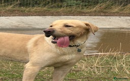 Labrador Retriever dogs for stud: For STUD (male lab) - Image 3