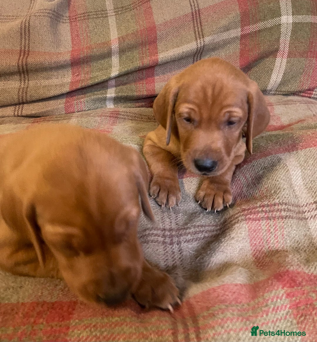 Mixed Breed dogs for sale: Hungarian Vizsla - Image 17