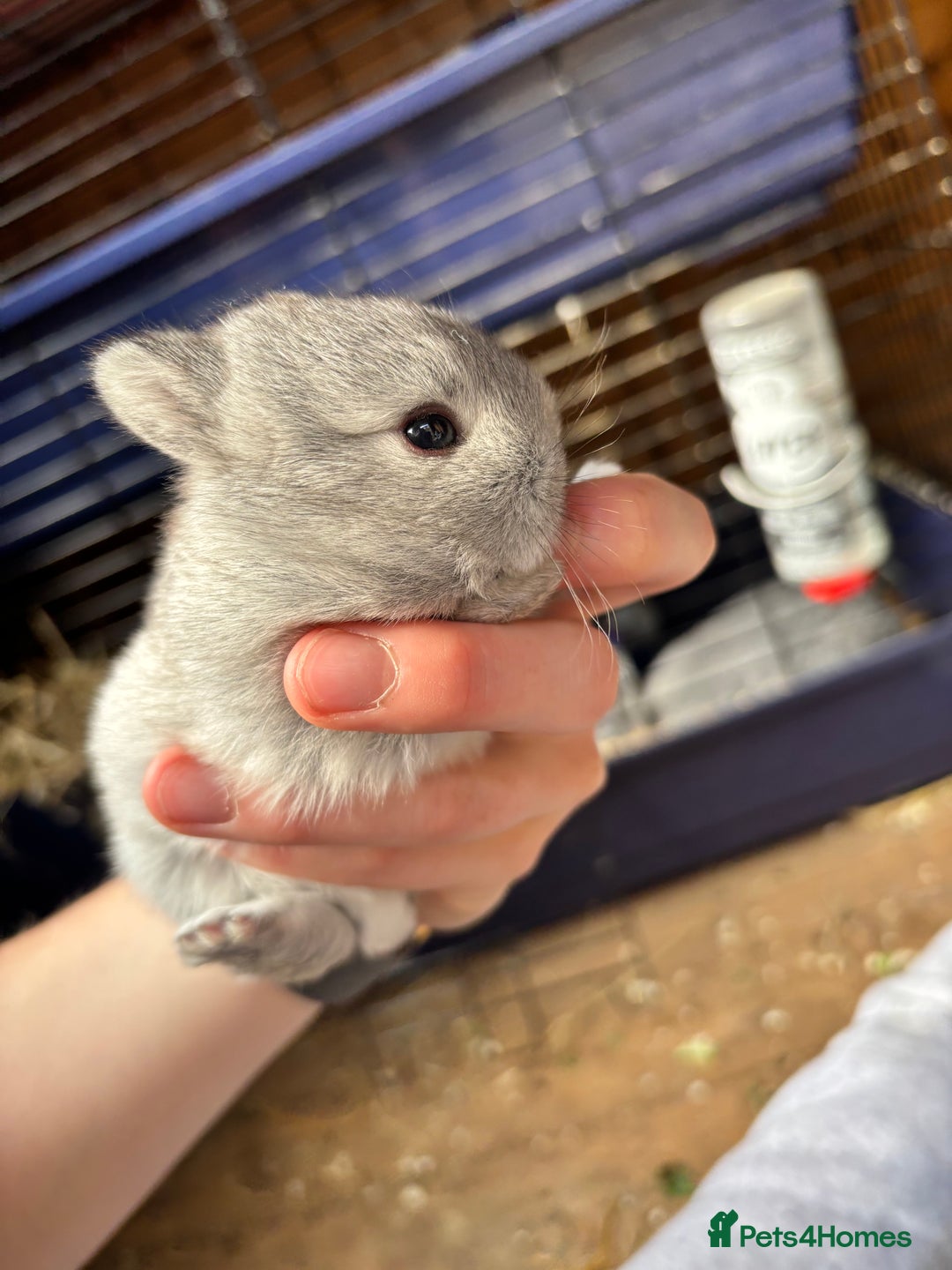 Netherland Dwarf rabbits for sale: Pure neverland dwarfs  - Image 11