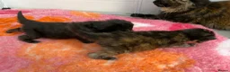 Mixed Breed cats for sale: 3 female mainecoon mix kittens  - Advert 9