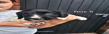 English Springer Spaniel 5