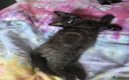 Ragdoll cats for sale: 2 x female 1/2 ragdoll kittens.  Gorgeous colours - Image 9