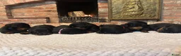 Rottweiler dogs for sale: European Rottweiler puppies - Advert 6