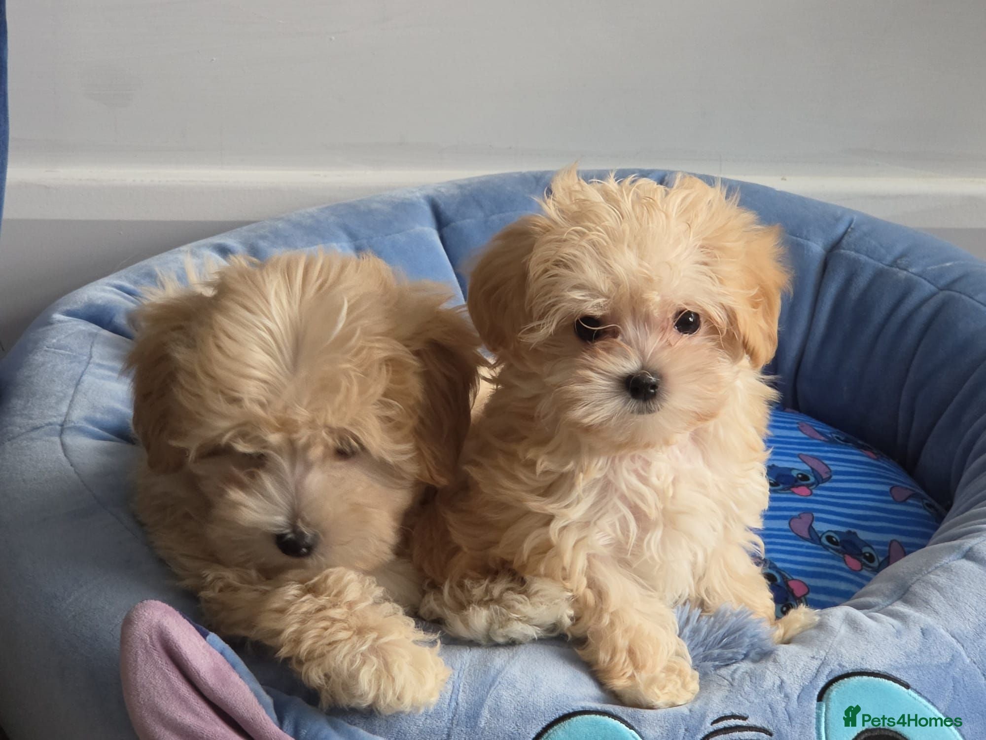 Maltipoo dogs 3 Gorgeous Asian F1 small Maltipoos - Advert 1