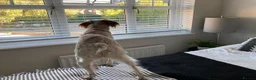 Brittany Spaniel dogs for adoption: Sophie-tiny Brittany with a wonderful personality - Advert 5
