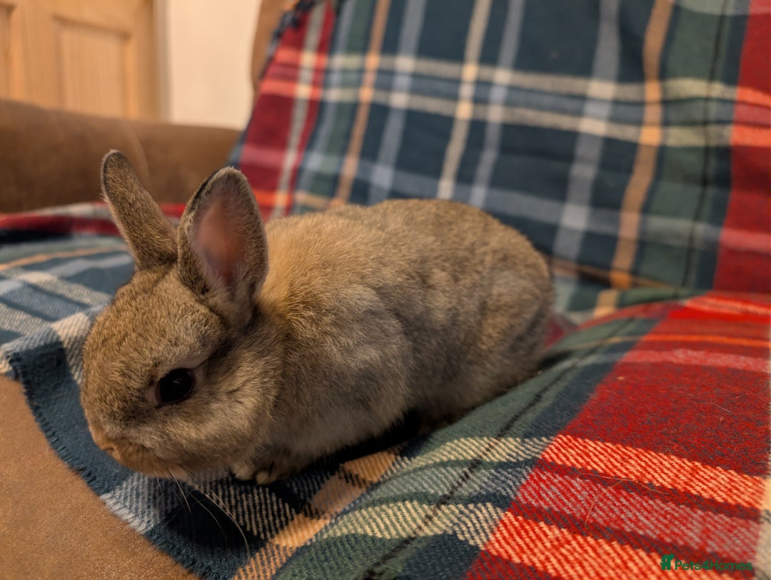 Netherland Dwarf rabbits for sale: Netherlands Dwarfs  - Advert 9