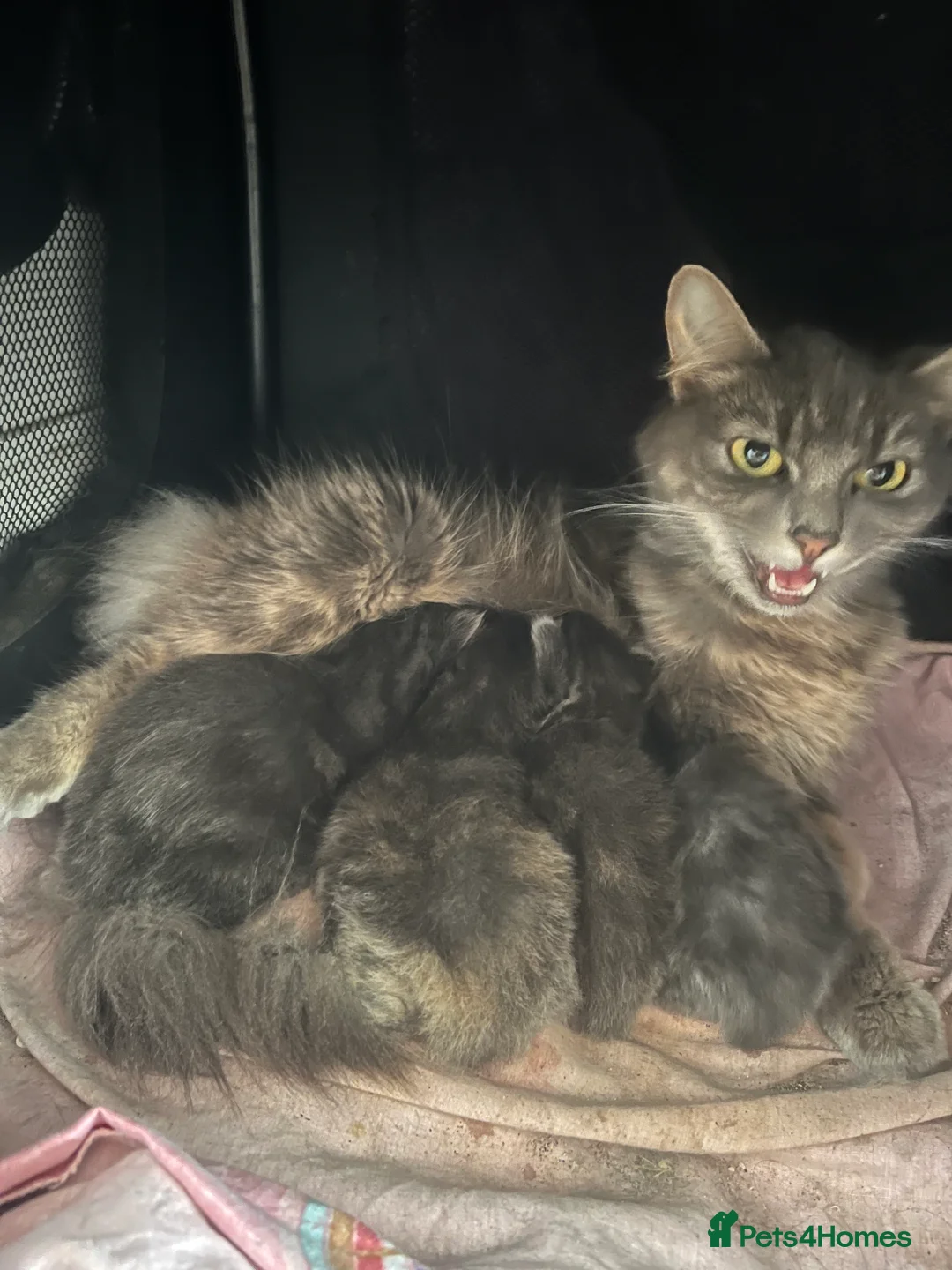 Ragdoll cats for sale: 4 ragdoll kittens  - Advert 2