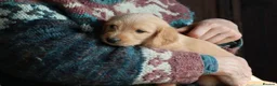 Labradoodle dogs for sale: Labradoodle Puppies Last 2 Boys Price Reduced - Advert 19