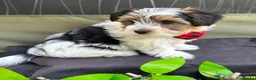 Biewer Terrier dogs for sale: Pure Biewer Terrier - Advert 11