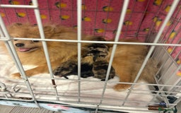 Pomeranian dogs for sale: Litter of pomeranians  - Image 2