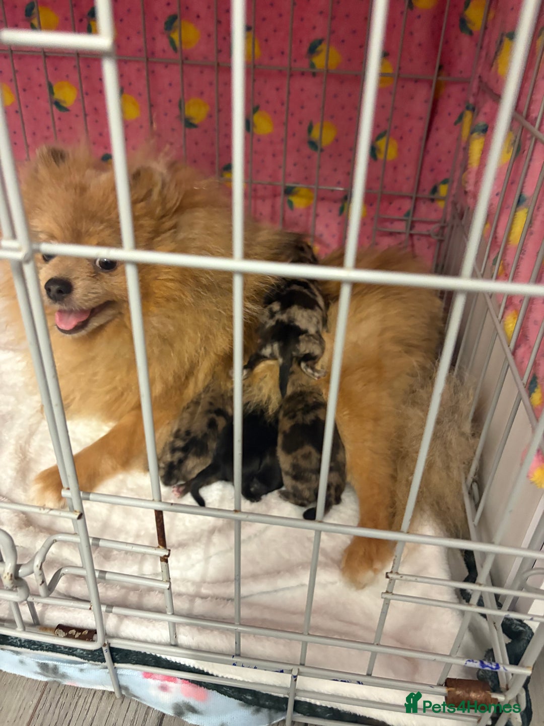 Pomeranian dogs for sale: Litter of pomeranians  - Image 2
