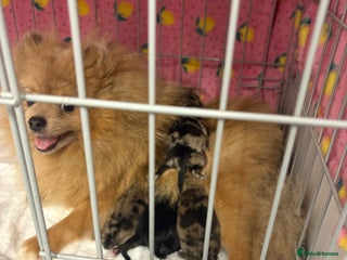 Pomeranian dogs Litter of pomeranians - Advert 2