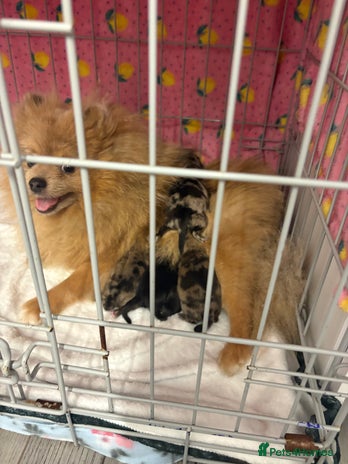 Pomeranian dogs - Advert 3