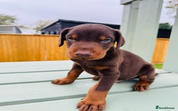 Dobermann dogs for sale: KC Registered Doberman Puppies 🐾🐾🐾 - Image 4
