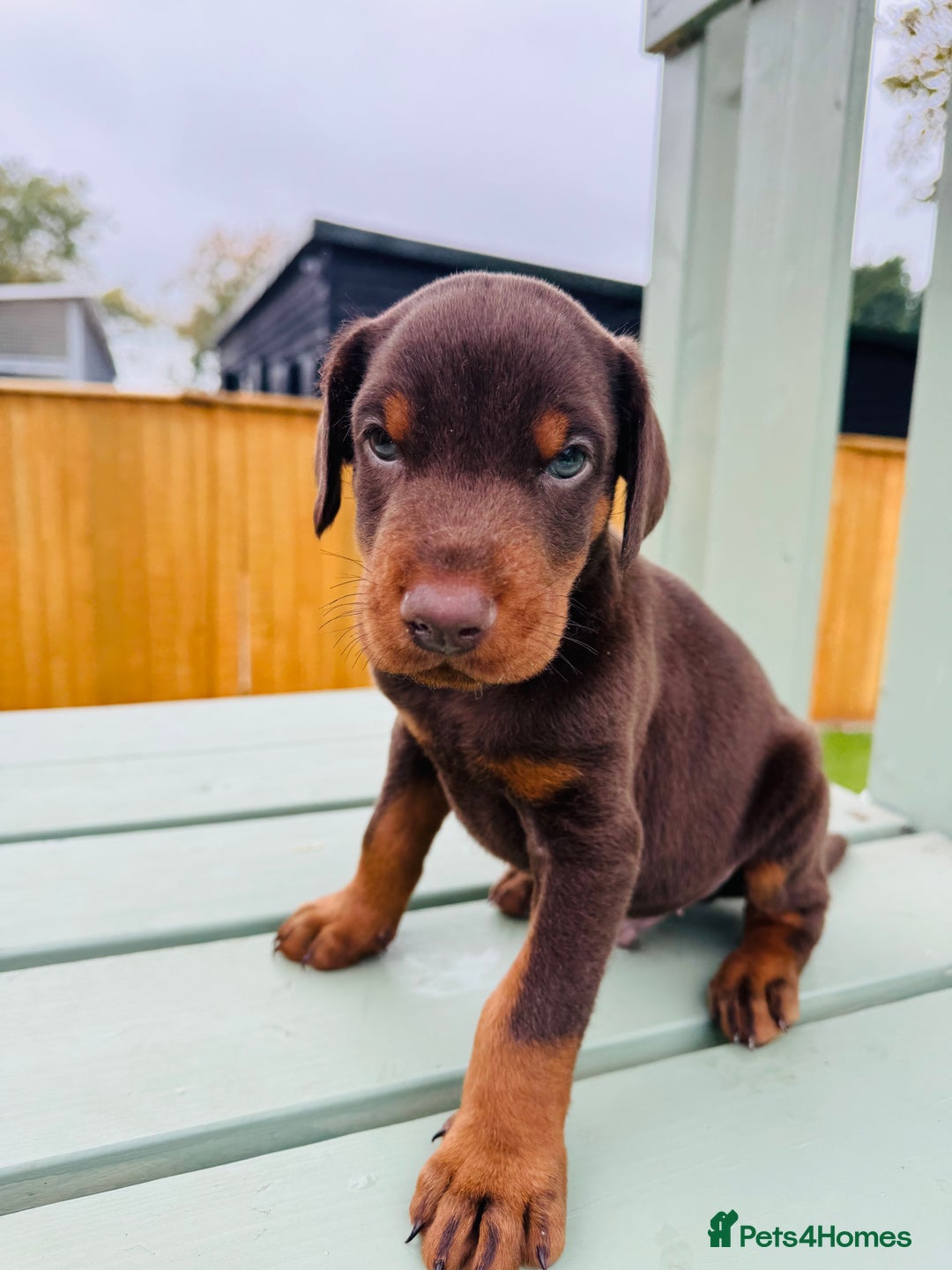 Dobermann dogs for sale: KC Registered Doberman Puppies 🐾🐾🐾 - Image 4
