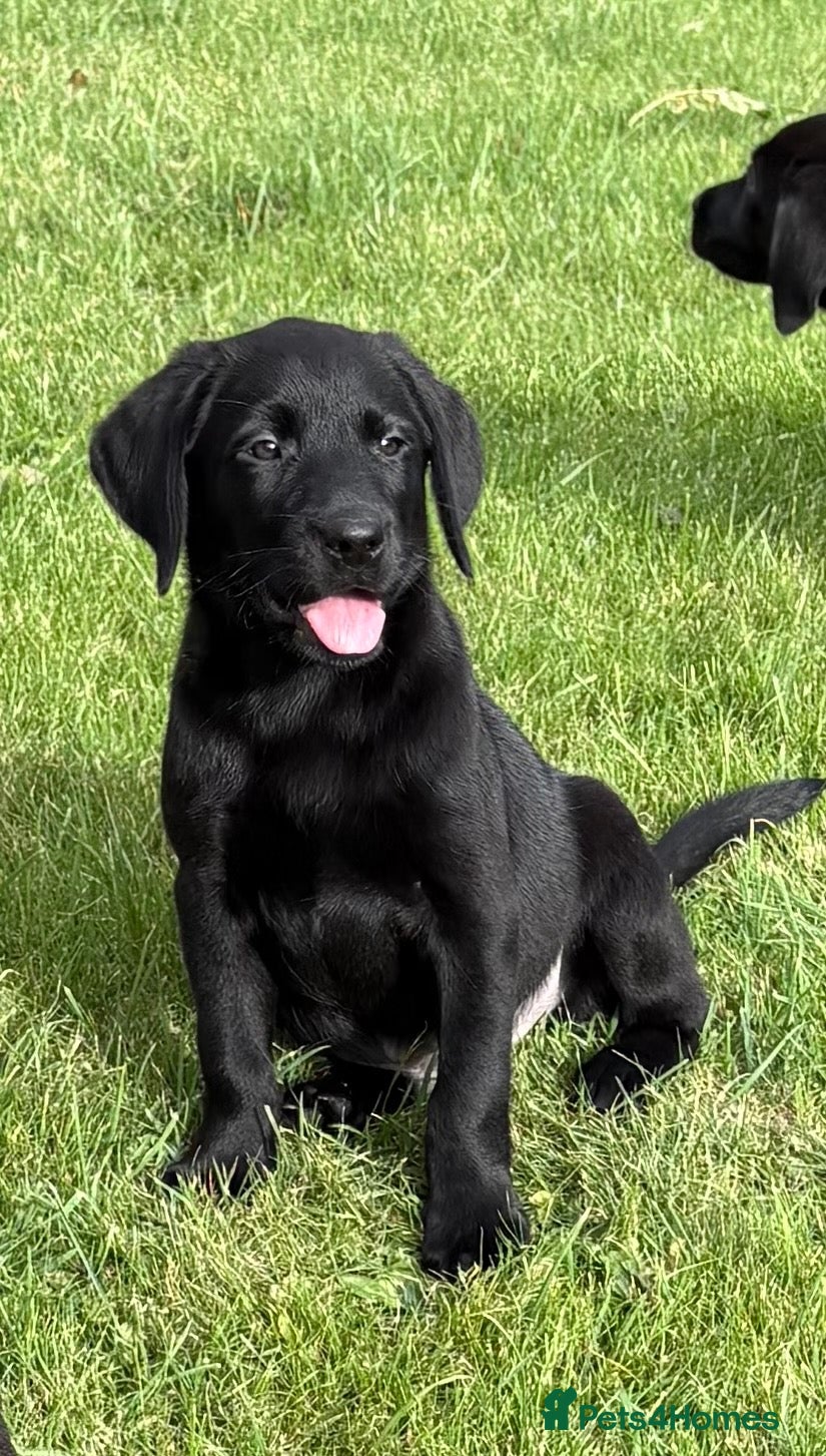 Labrador Retriever dogs Beautiful Labrador puppies - Advert 1