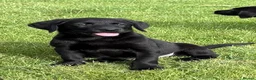 Labrador Retriever dogs for sale: Beautiful Labrador puppies - Advert 1