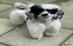 Toy Poodle dogs for stud: Parti Toy Poodle KCregistered PRA PRCD NEG proven - Image 20